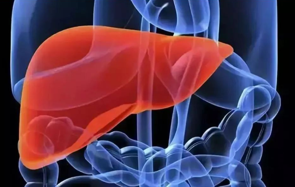 liver 