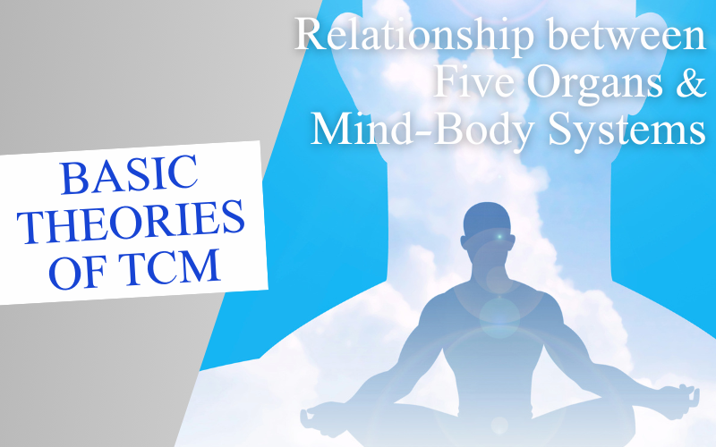 Basic Theories of TCM Series – Relationship between Five Organs & Mind-Body Systems