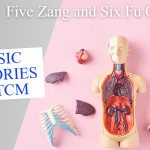 Basic Theories of TCM Series – Five Zang and Six Fu Organs