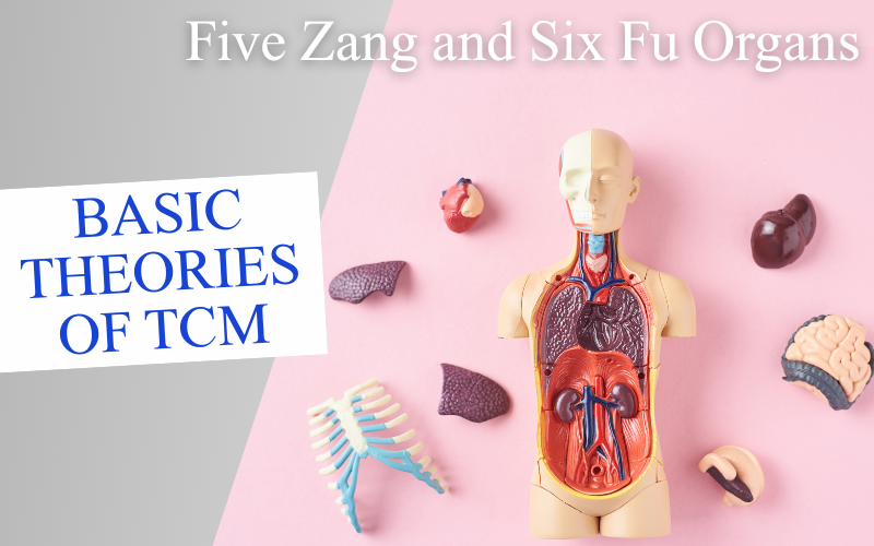 Basic Theories of TCM Series – Five Zang and Six Fu Organs